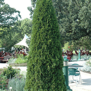B&B Arborvitae Emerald Green 5-6'
