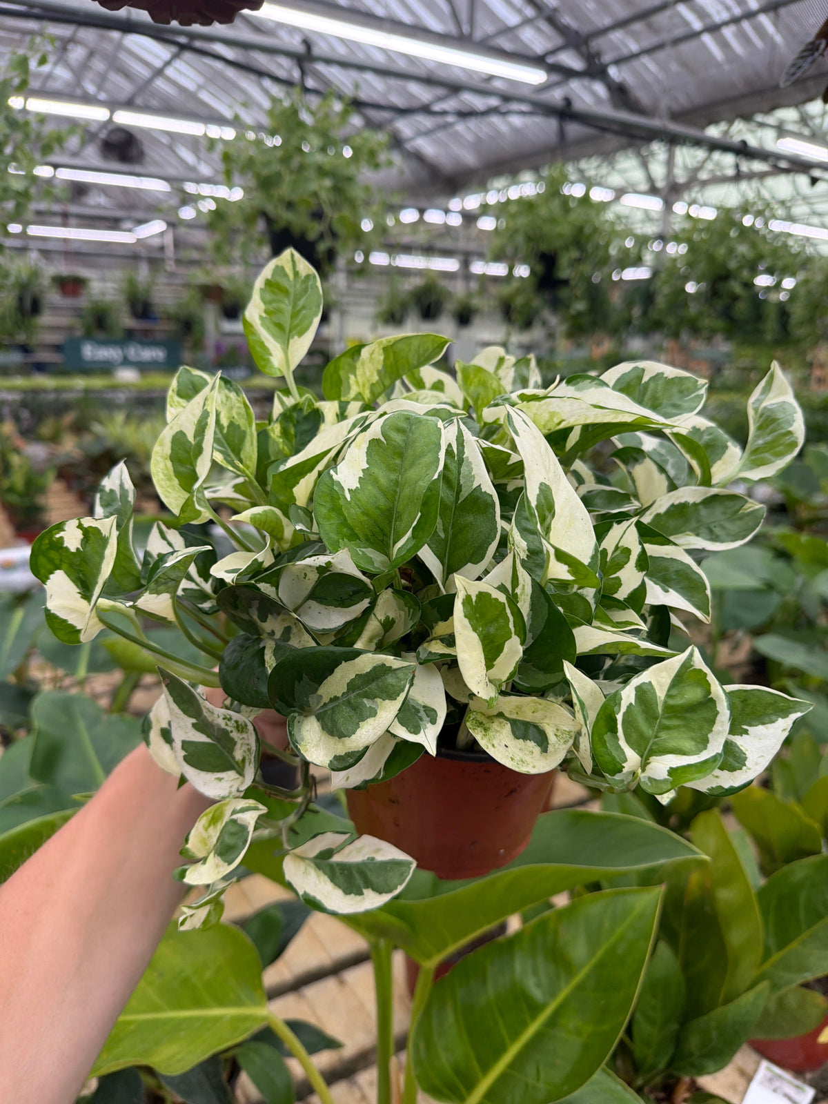 Pothos N’ Joy - Epipremnum aureum - 6” Potted Houseplant