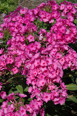 Phlox Garden Phlox Flame Pink