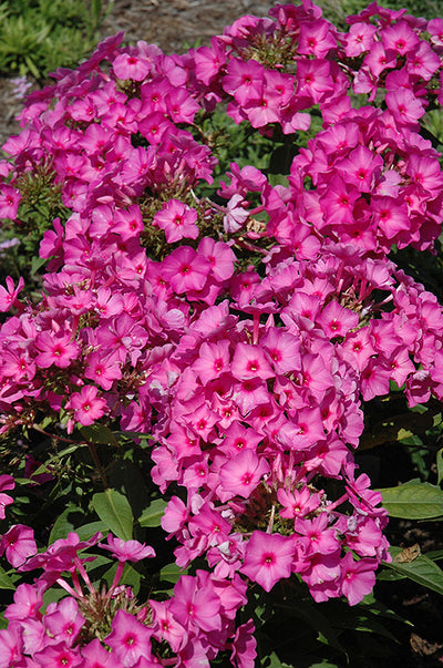 Phlox Garden Phlox Flame Pink