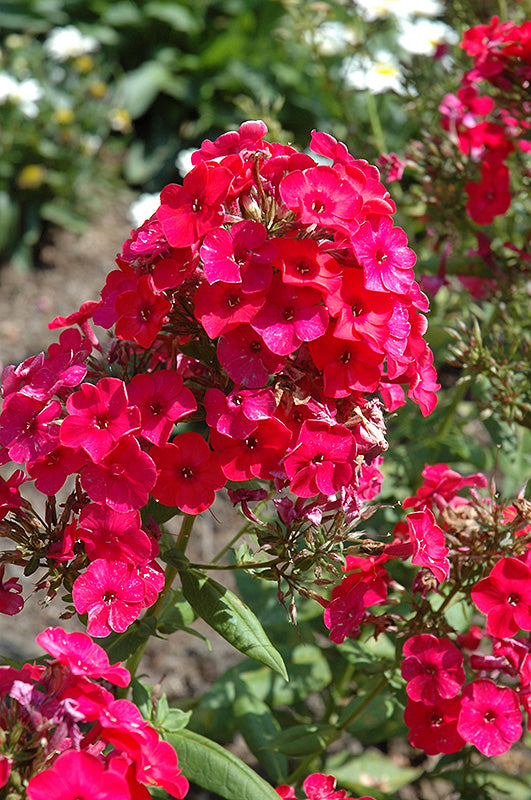 Phlox Garden Phlox Flame Red