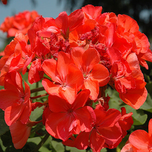 Geranium Dynamo Salmon Dark - 12" Planter