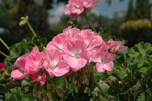 Geranium Dynamo Pink Light - 10" Planter