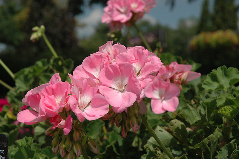 Geranium Dynamo Pink Light - 10" Planter