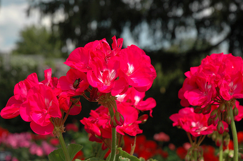 Geranium Dynamo Purple - 10" Planter