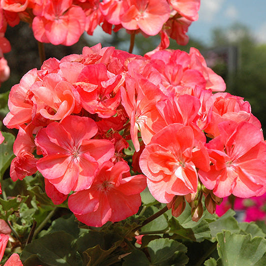 Geranium Dynamo Salmon - 10" Planter