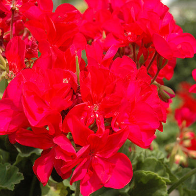 Geranium Dynamo Violet - 8" Planter