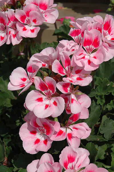 Geranium Presto Pink Sizzle - 4.33" Premium Annual