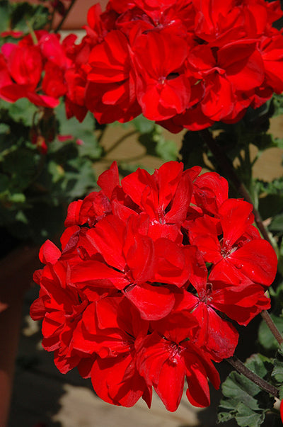 Geranium Presto Red Dark - 4.33" Premium Annual