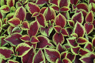 Coleus Kong Jr Scarlet - 5" Premium Annual