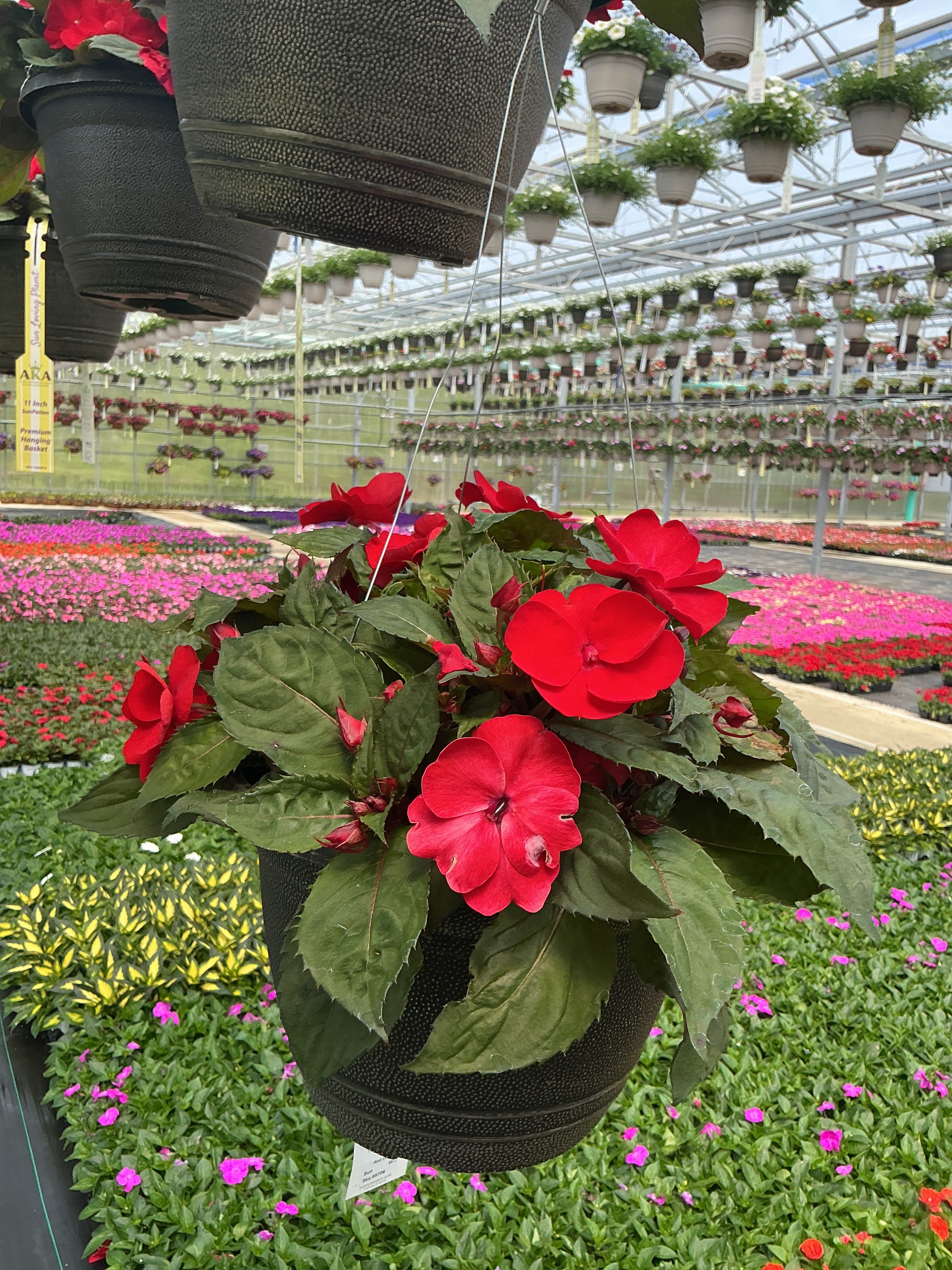 SunPatiens Red Deep - 11" Hanging Basket