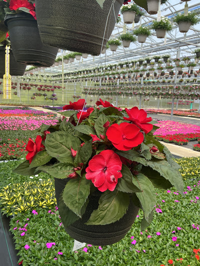 SunPatiens Red Deep - 11" Hanging Basket
