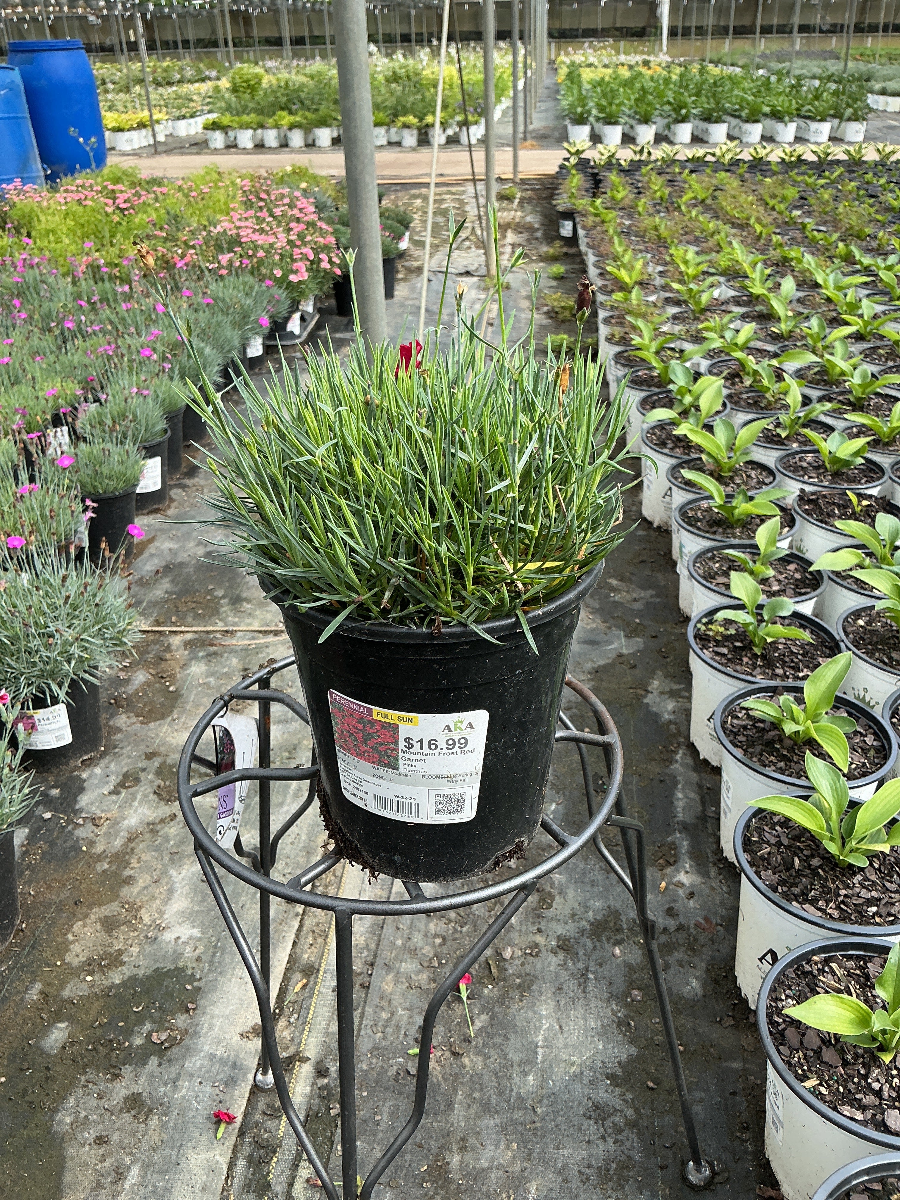 Dianthus Mountain Frost Red Garnet