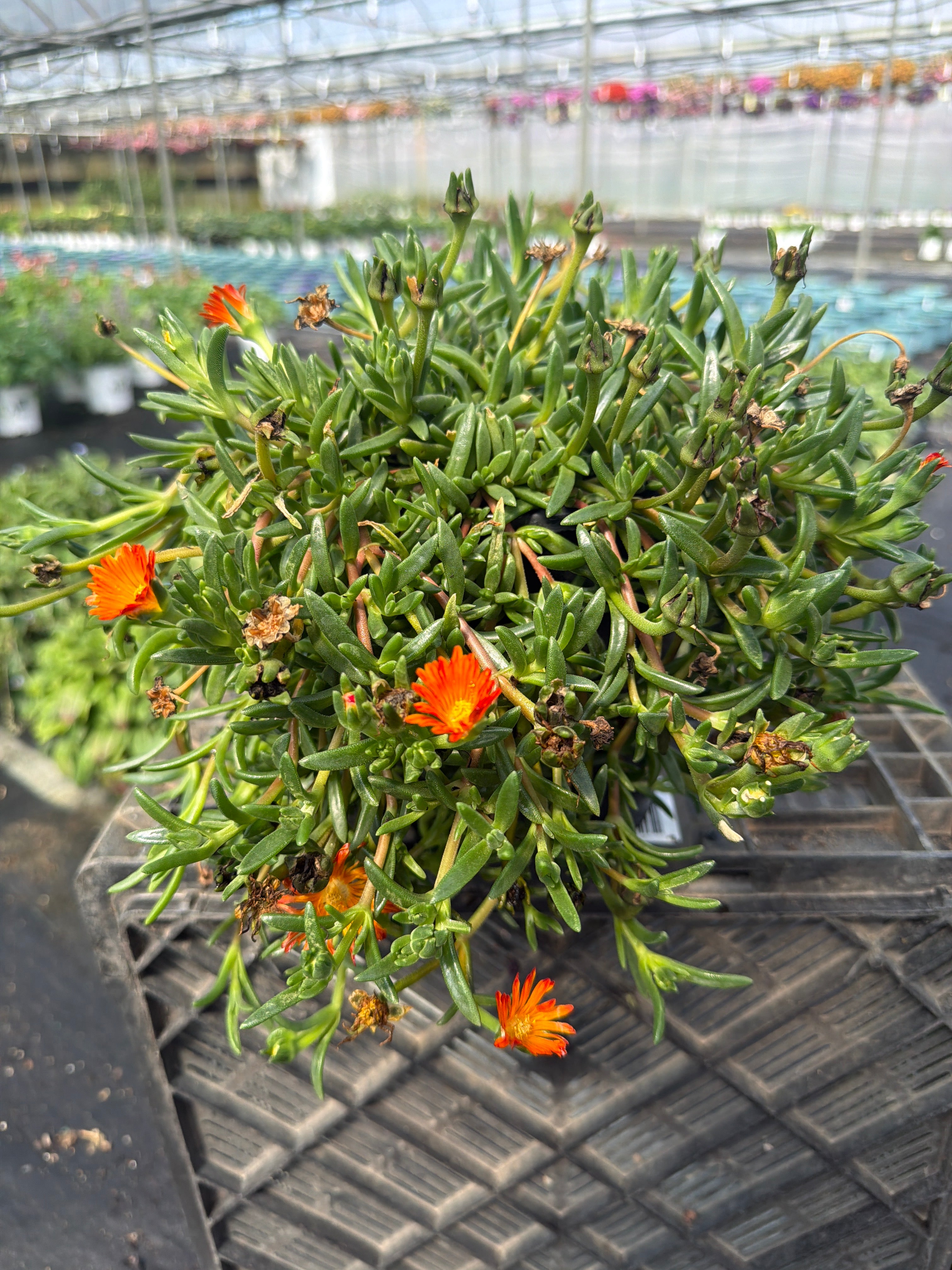 Delosperma Ice Plant Ocean Sunset Orange Vibe - 6" Perennial