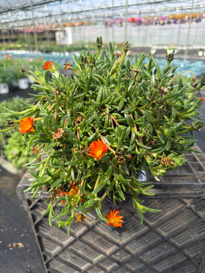 Delosperma Ice Plant Ocean Sunset Orange Vibe - 6" Perennial
