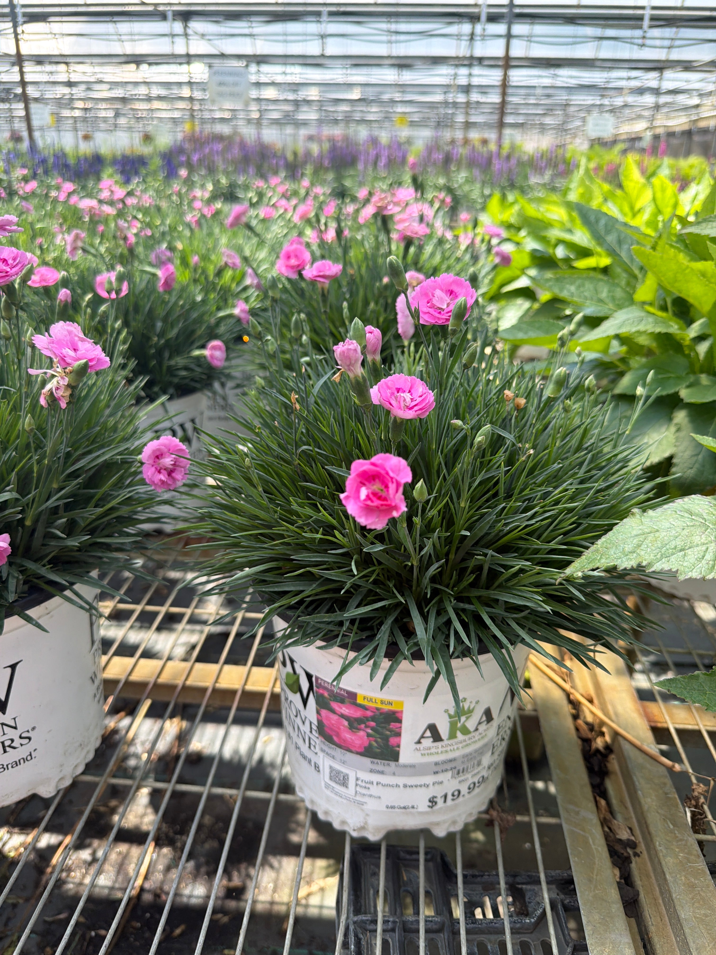 Dianthus Pinks Fruit Punch Sweety Pie - 6" Perennial
