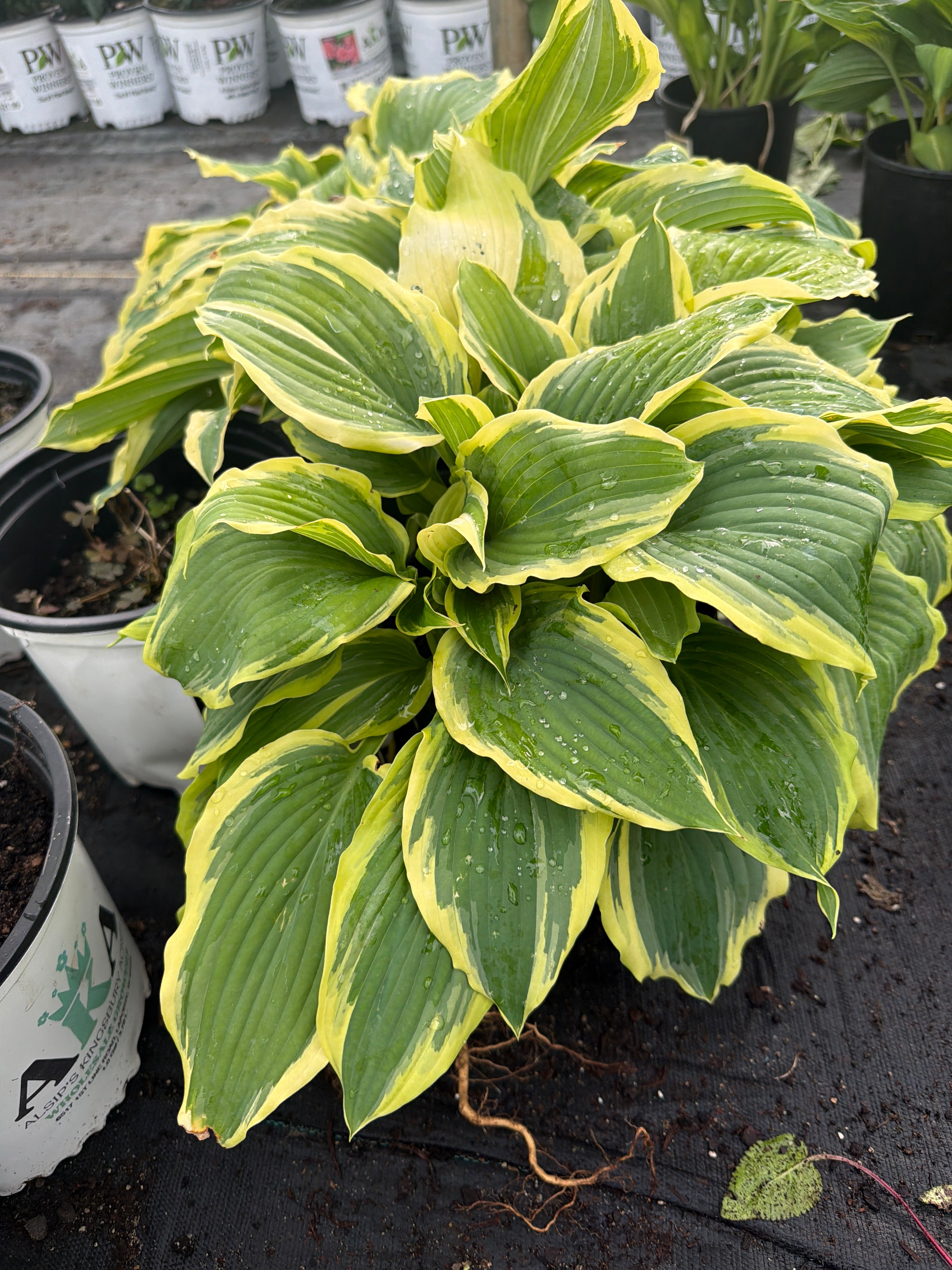 Hosta Plantain Lily Drop Dead Gorgeous