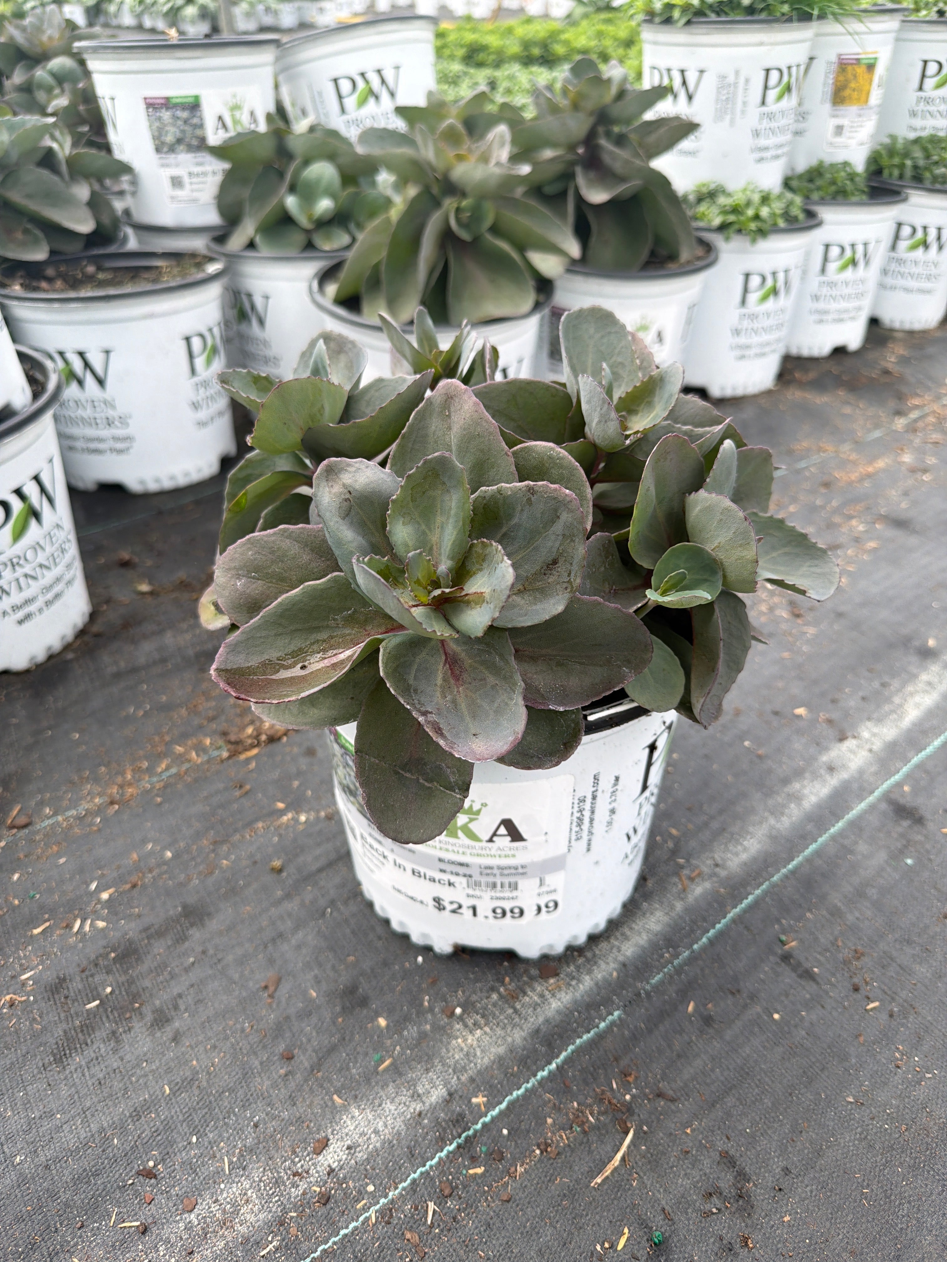 Sedum Stonecrop Rock'n Grow Back In Black - 6" Perennial