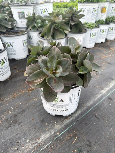 Sedum Stonecrop Rock'n Grow Back In Black - 6" Perennial