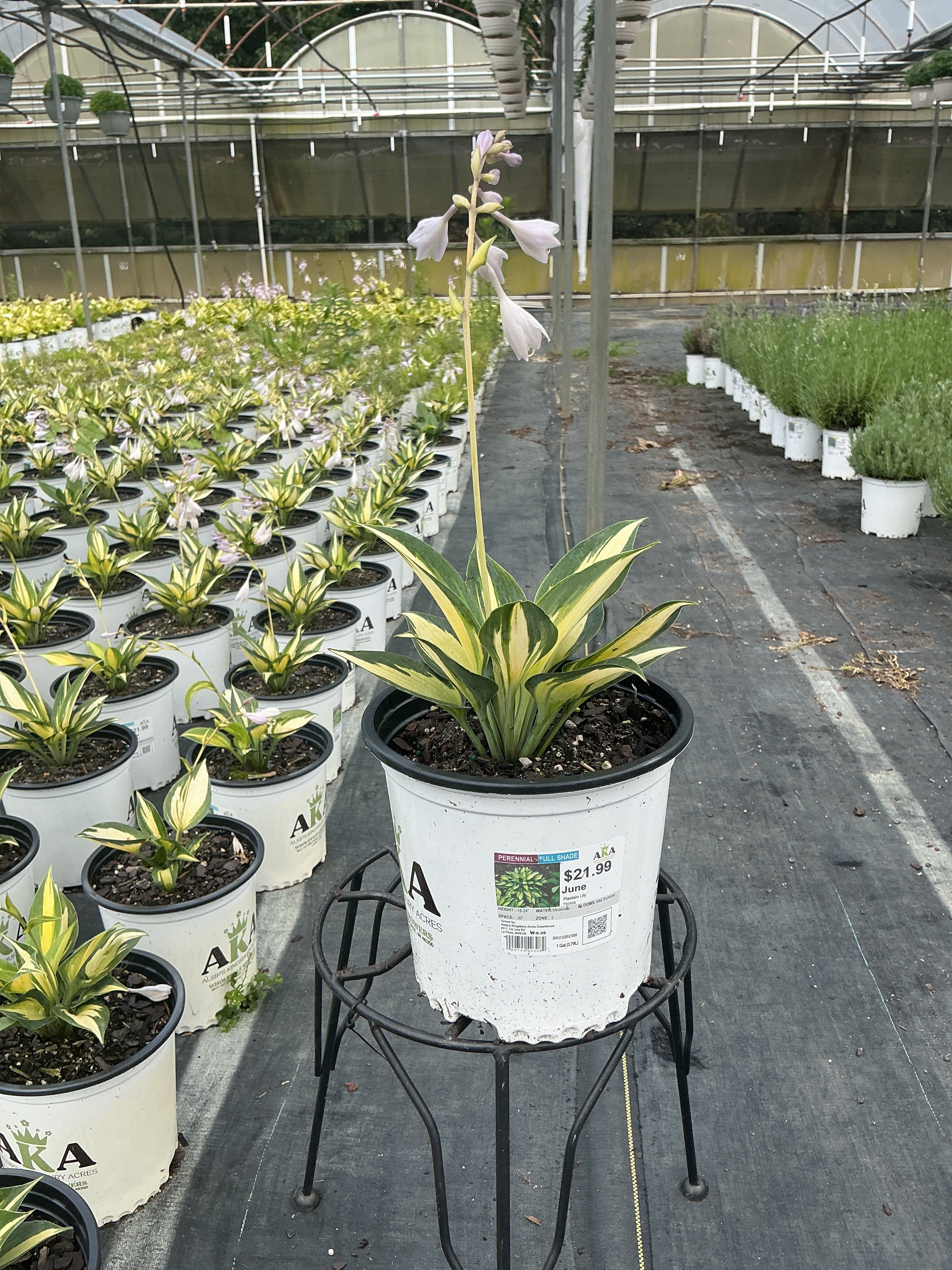 Hosta Plantain Lily June