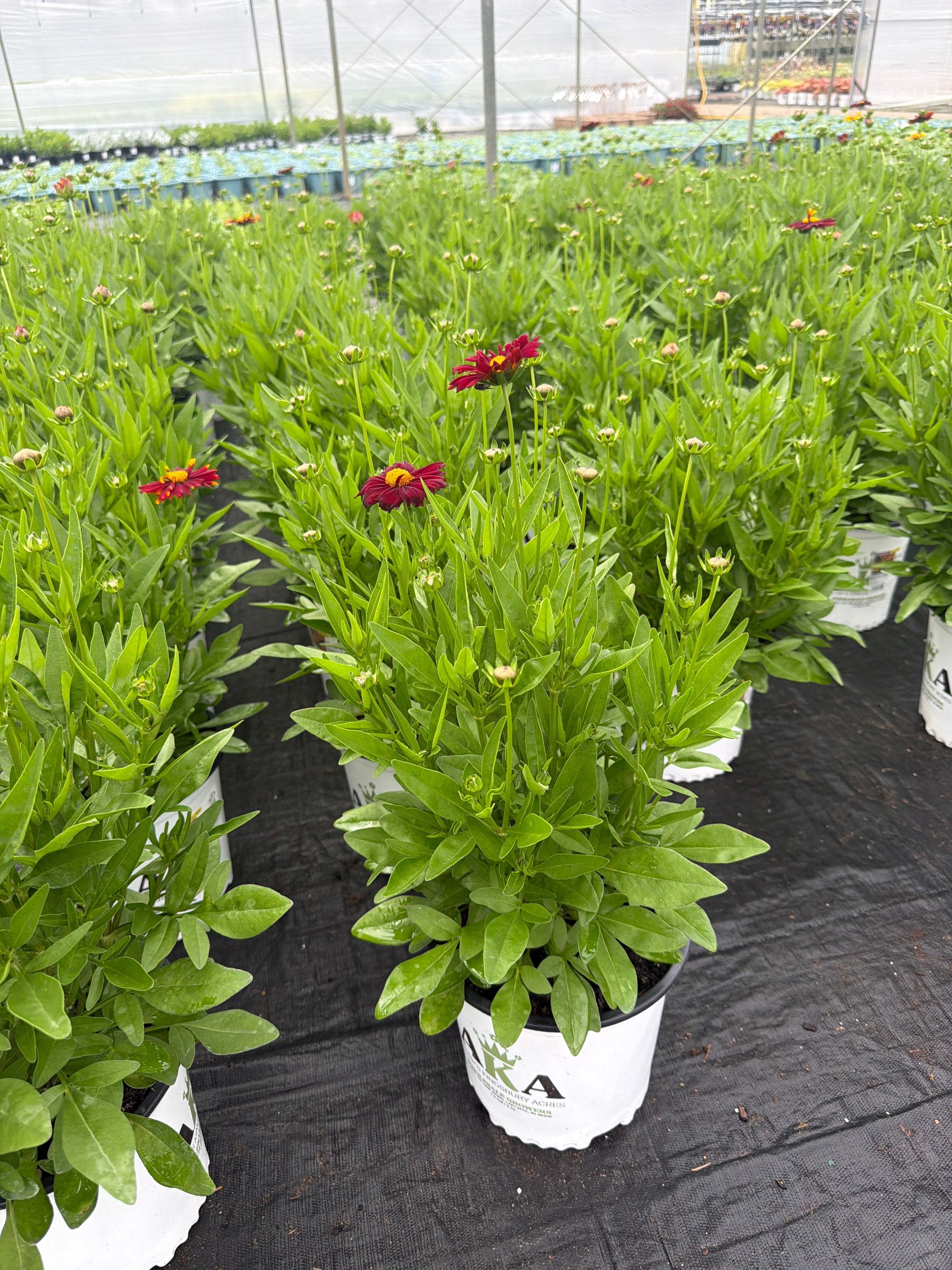 Coreopsis Tickseed Uptick Red