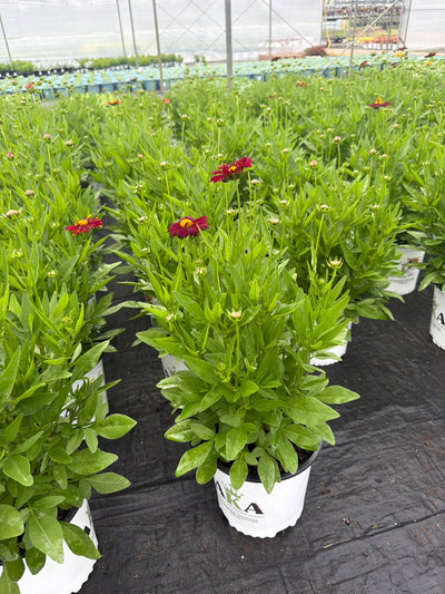 Coreopsis Tickseed Uptick Red