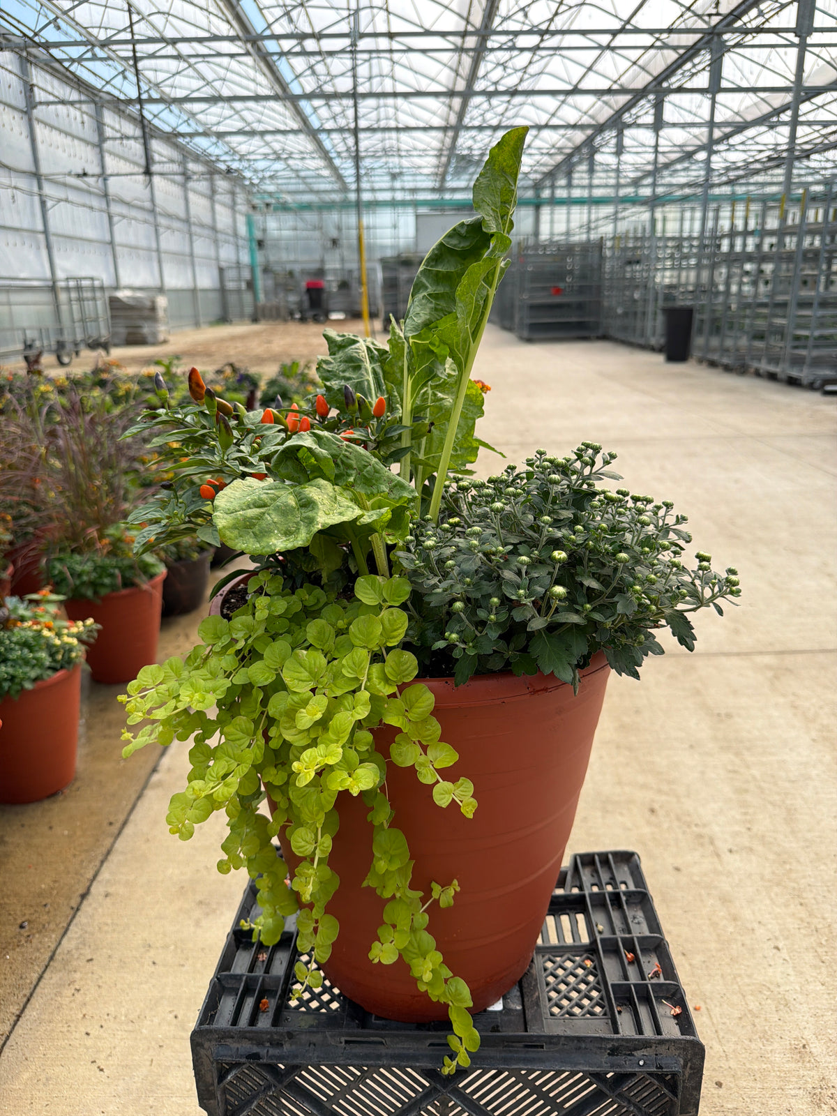 13" Planter Fall
