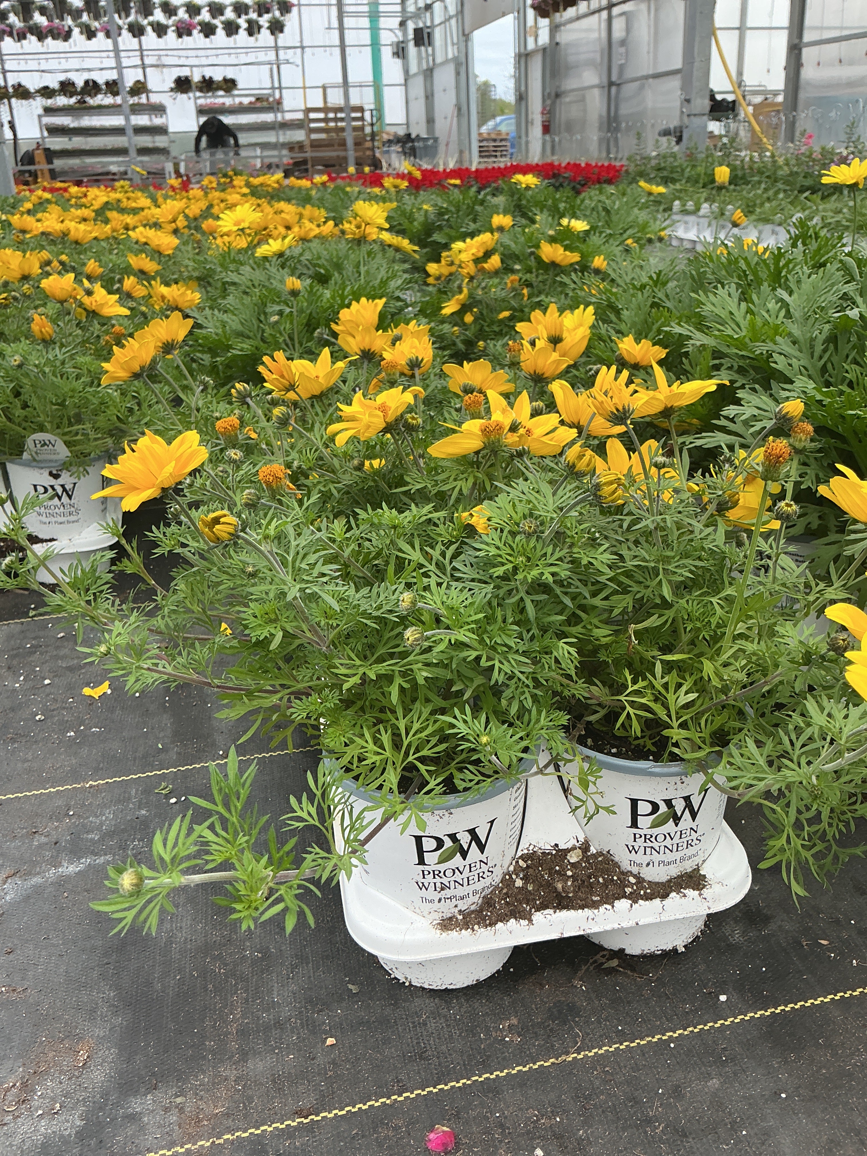 Bidens Goldilocks Rocks - 4.25" Proven Winners Annual
