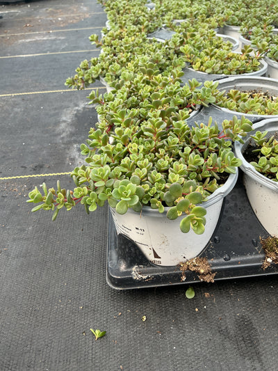 Sedum Shamrock - 4.33" Premium Annual