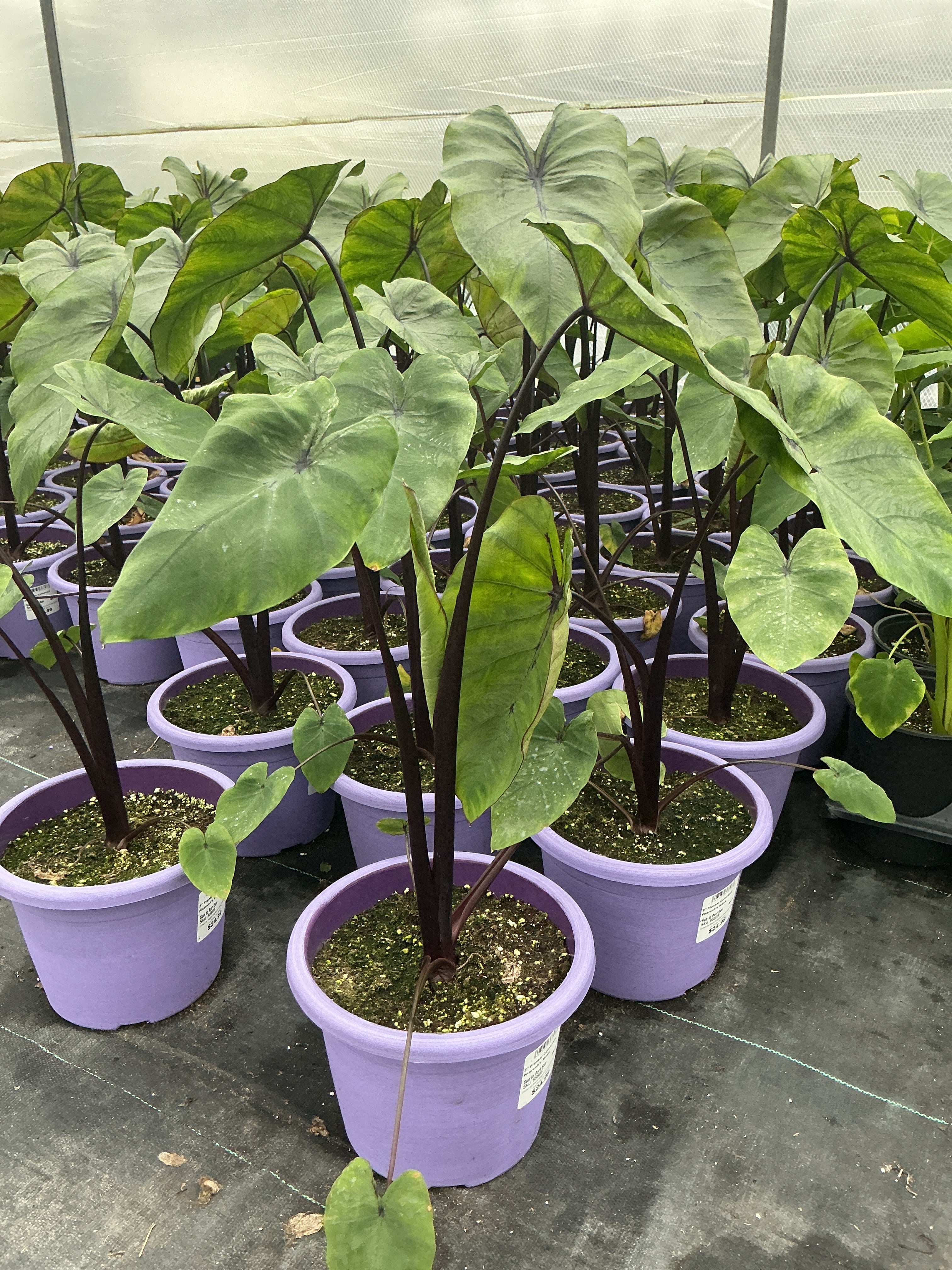 Colocasia Pharaoh's Mask - 8" Planter