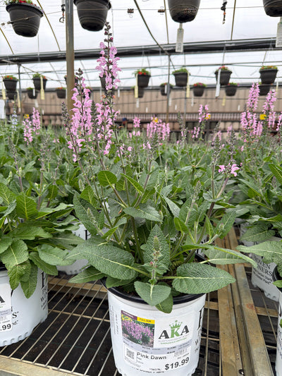 Salvia Sage Color Spires Pink Dawn