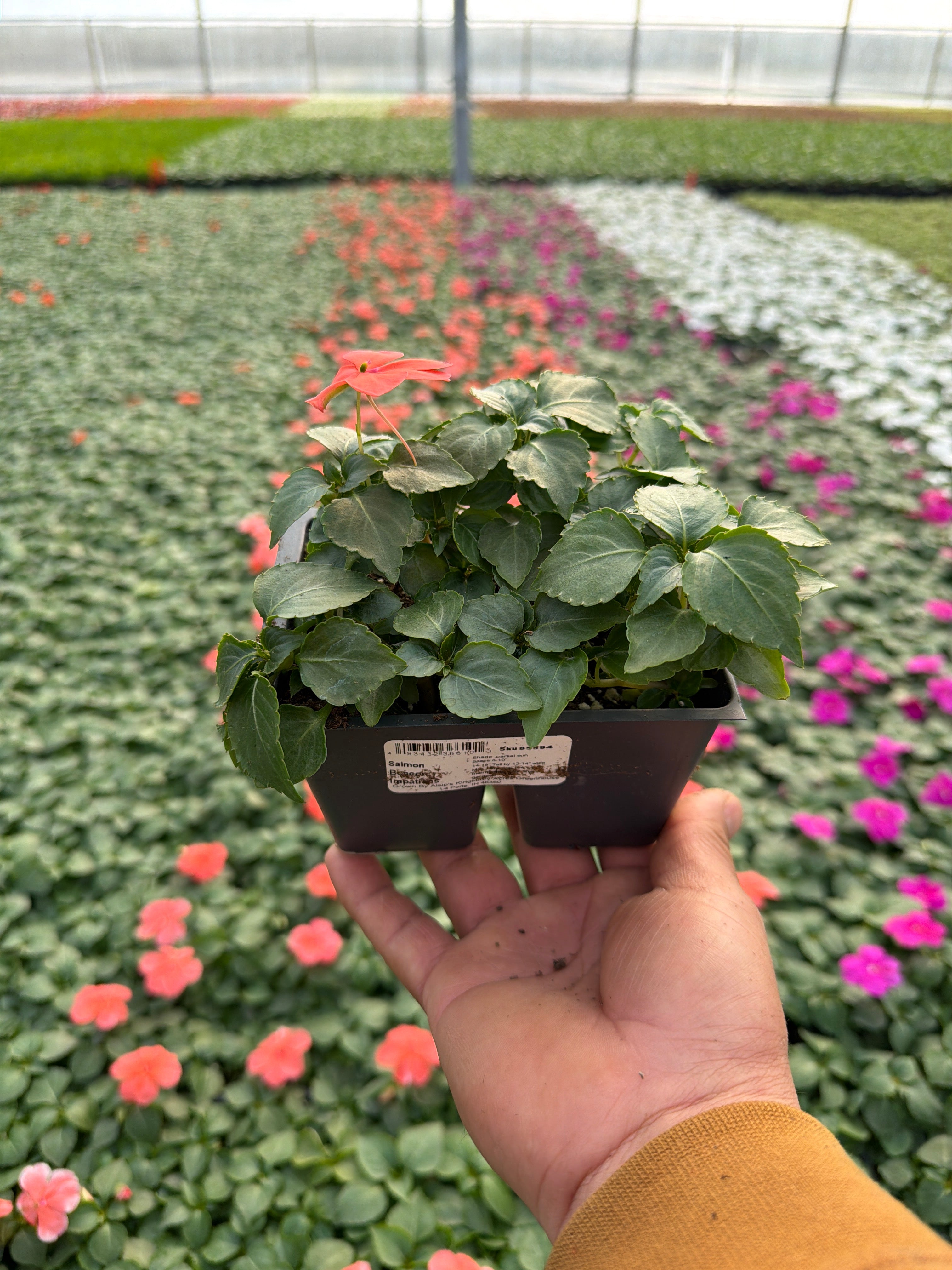 Impatiens Beacon Salmon - 4 Pack Annual