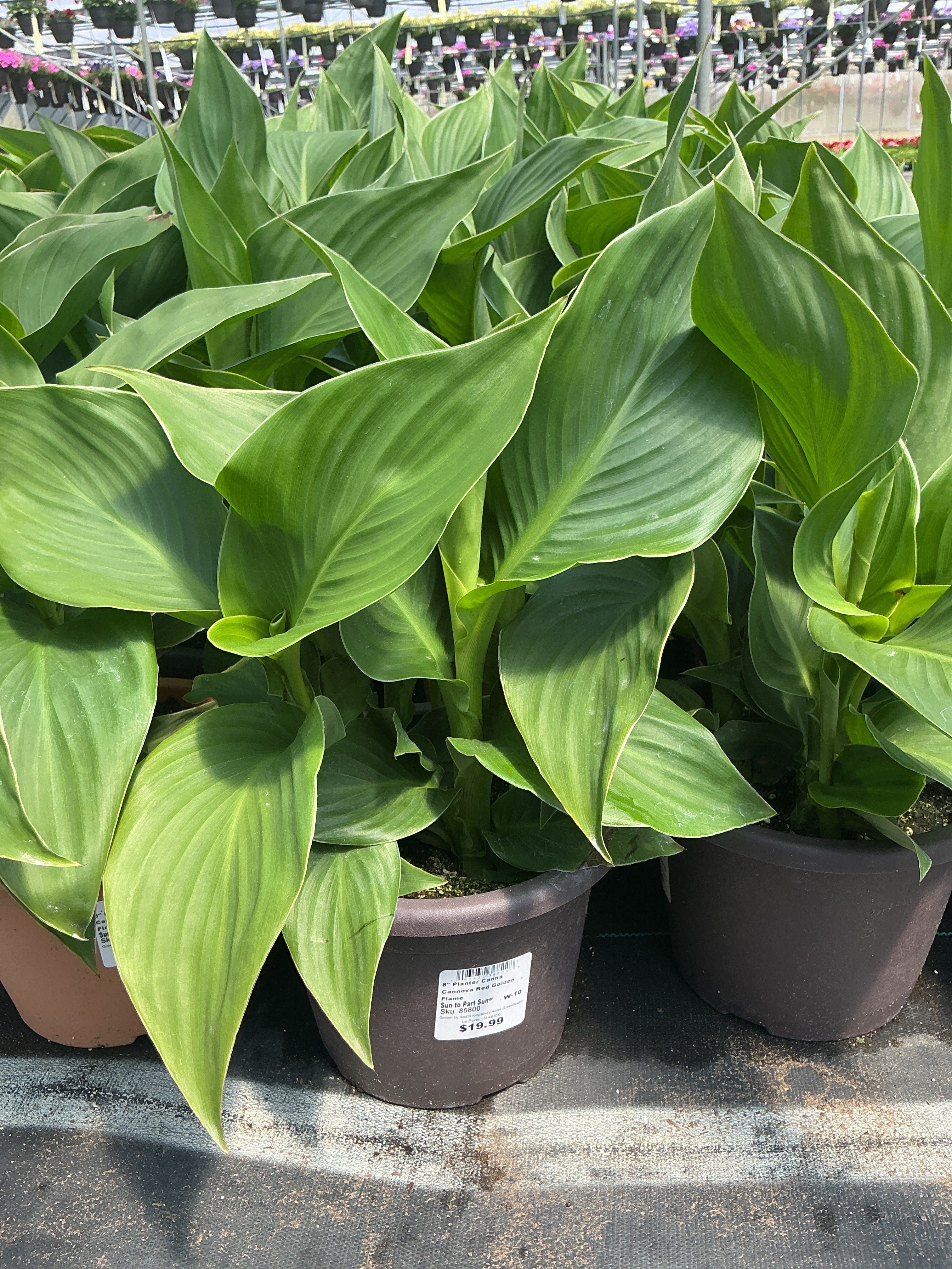 Canna Cannova Red Golden Flame - 8" Planter