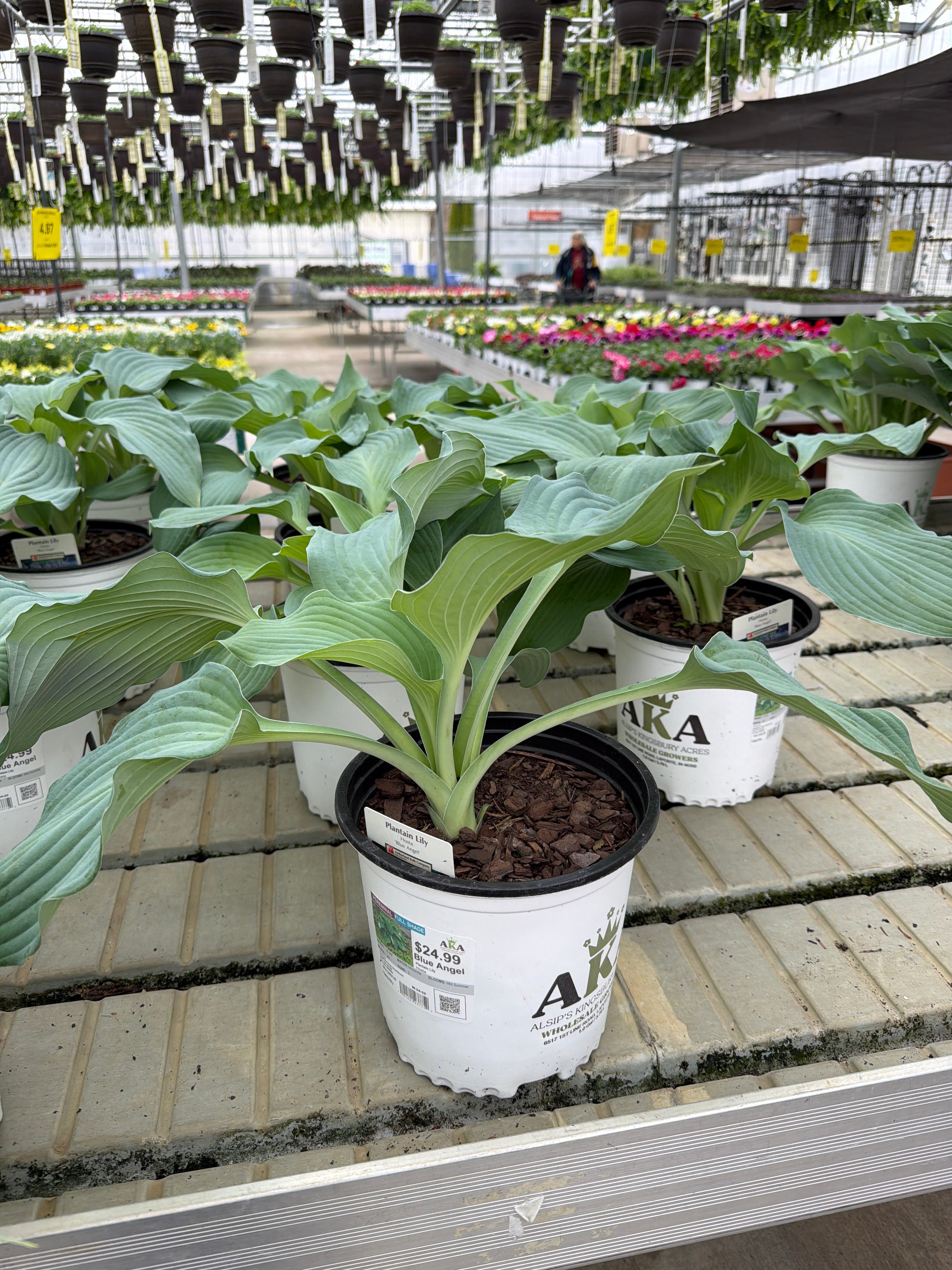 Hosta Plantain Lily Blue Angel
