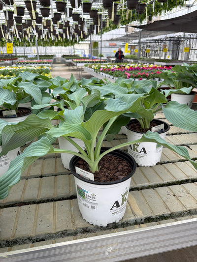 Hosta Plantain Lily Blue Angel