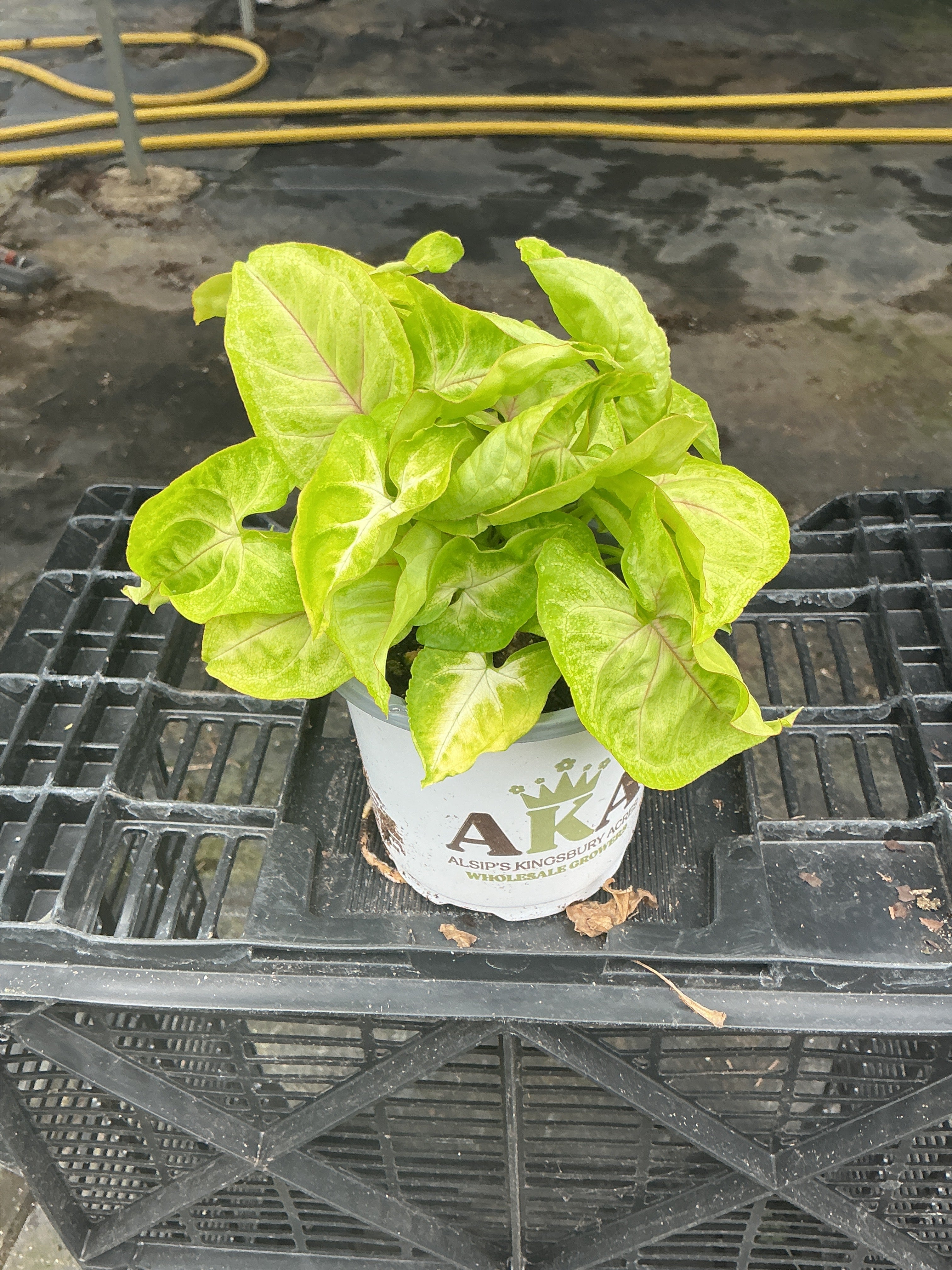 Falling Arrows™ Golden Allusion Arrowhead Vine - Syngonium podophyllum - 4" Pot
