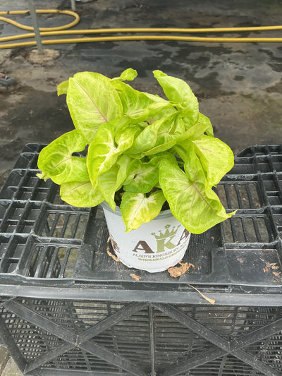 Falling Arrows™ Golden Allusion Arrowhead Vine - Syngonium podophyllum - 4" Pot