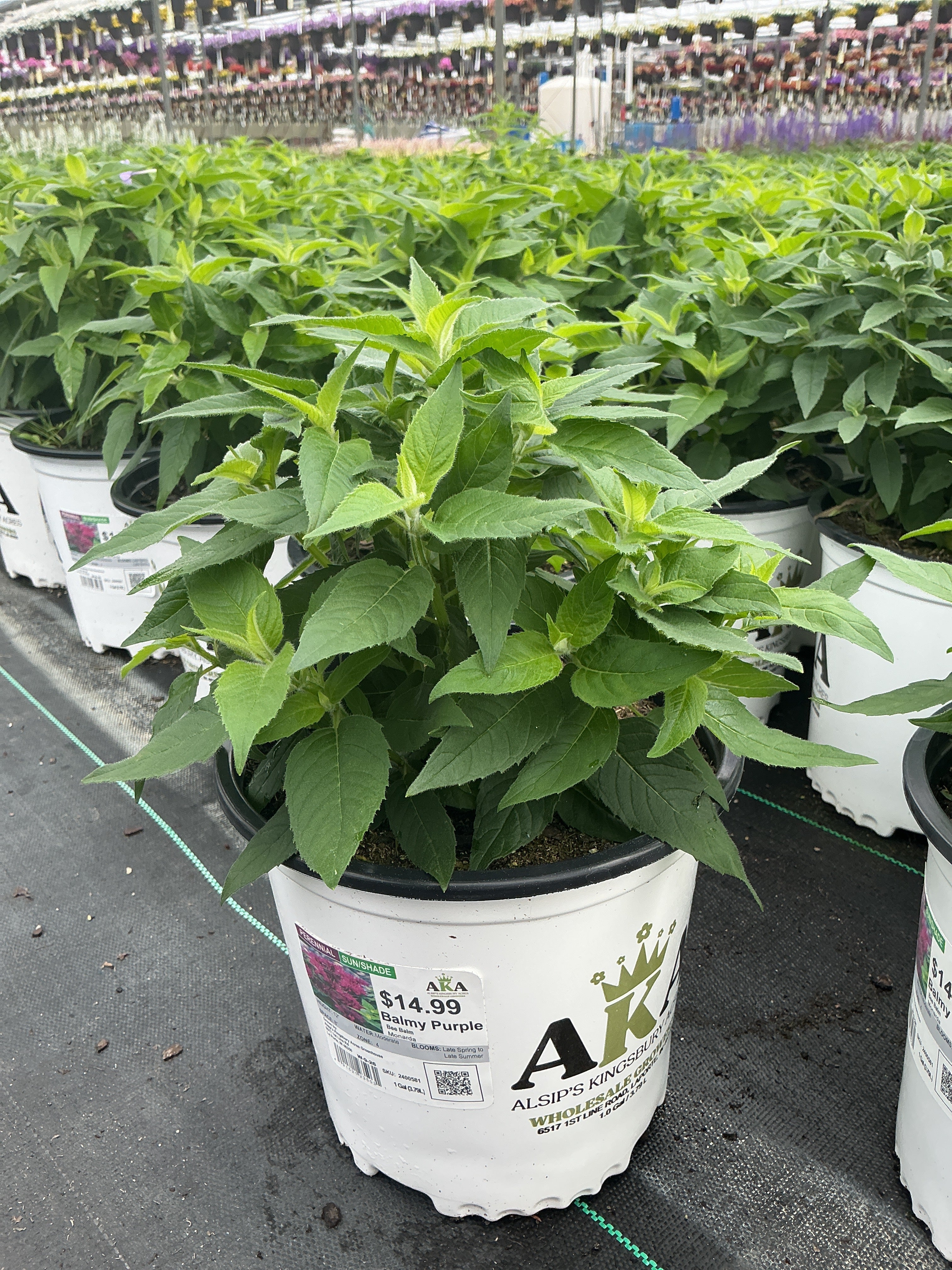 Monarda Bee Balm Balmy Purple