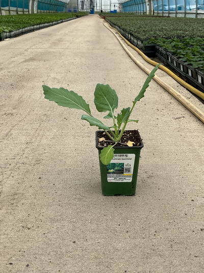 Kohlrabi Quickstar - 4" Potted Vegetable