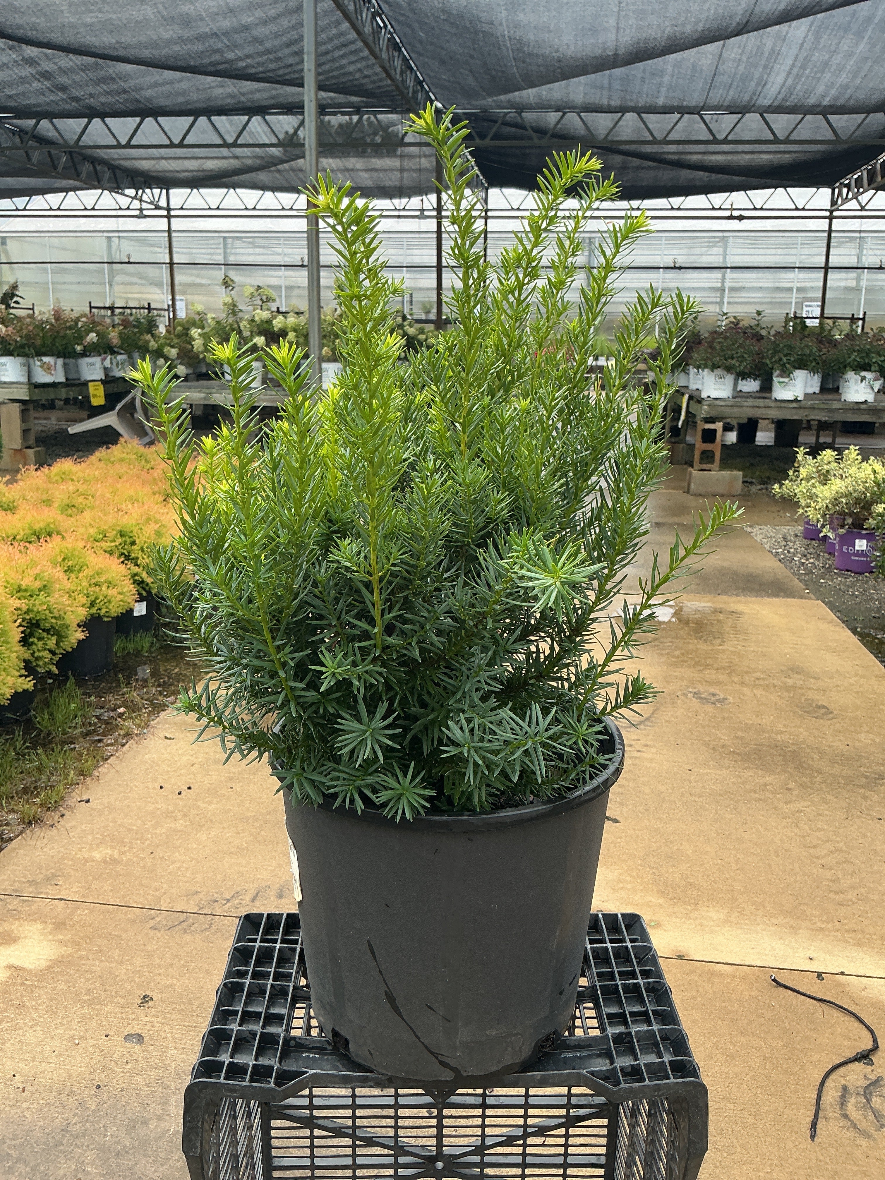Taxus Densiformis