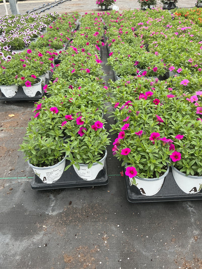 Calibrachoa Cabaret Neon Rose - 4.33" Premium Annual