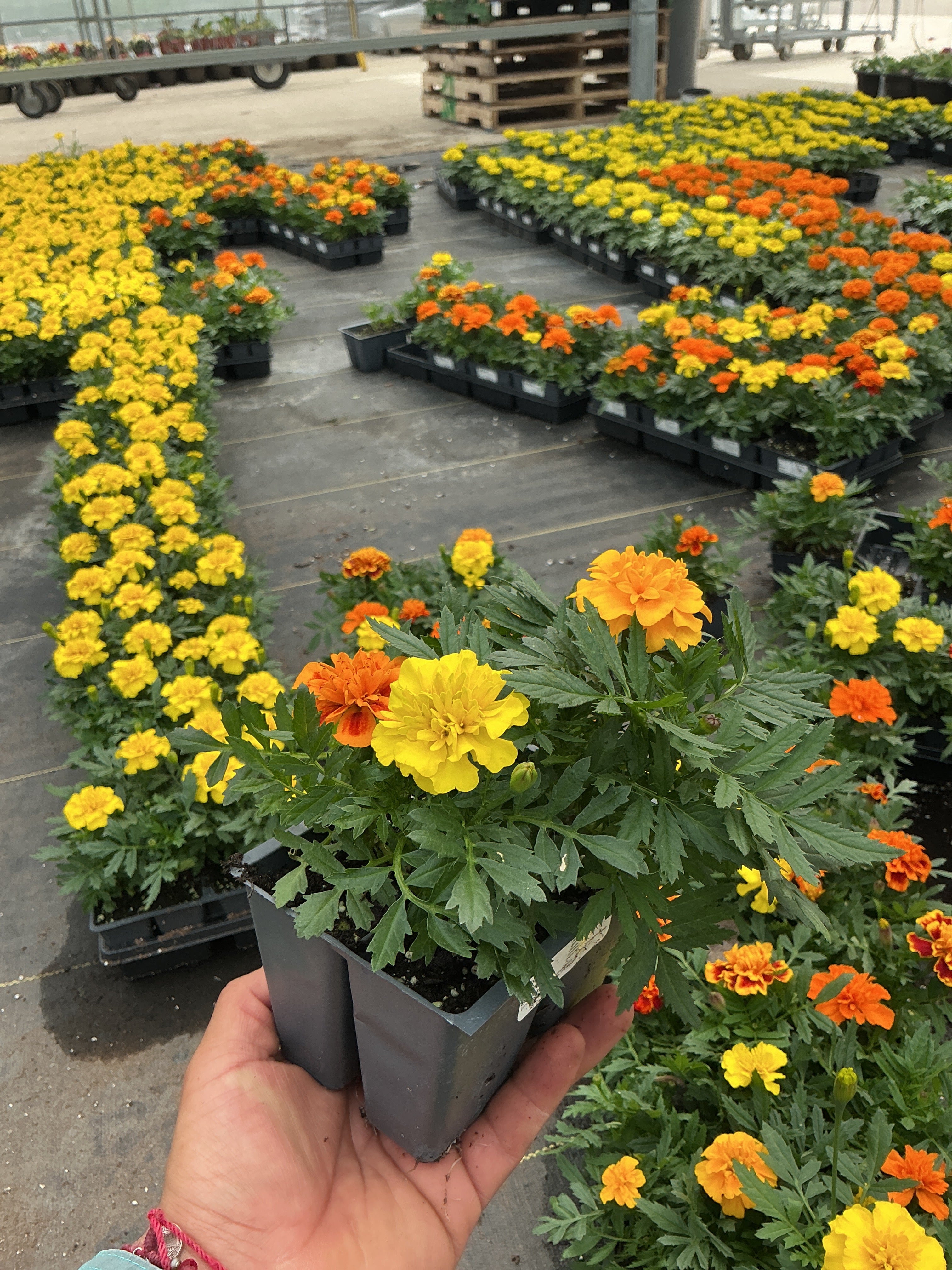 Marigold Bonanza Mix - 4 Pack Annual