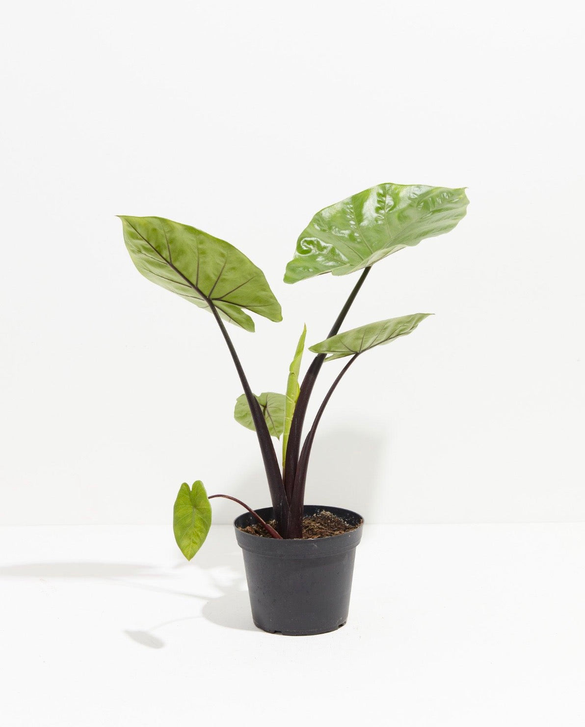 Alocasia Dark Star