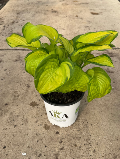 Hosta Plantain Lily Stained Glass