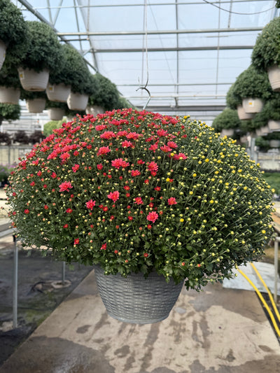 Jacqueline Tricolor (Mix 3) - 13" Garden Mum Hanging Basket
