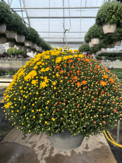 Jacqueline Tricolor (Mix 1) - 13" Garden Mum Hanging Basket
