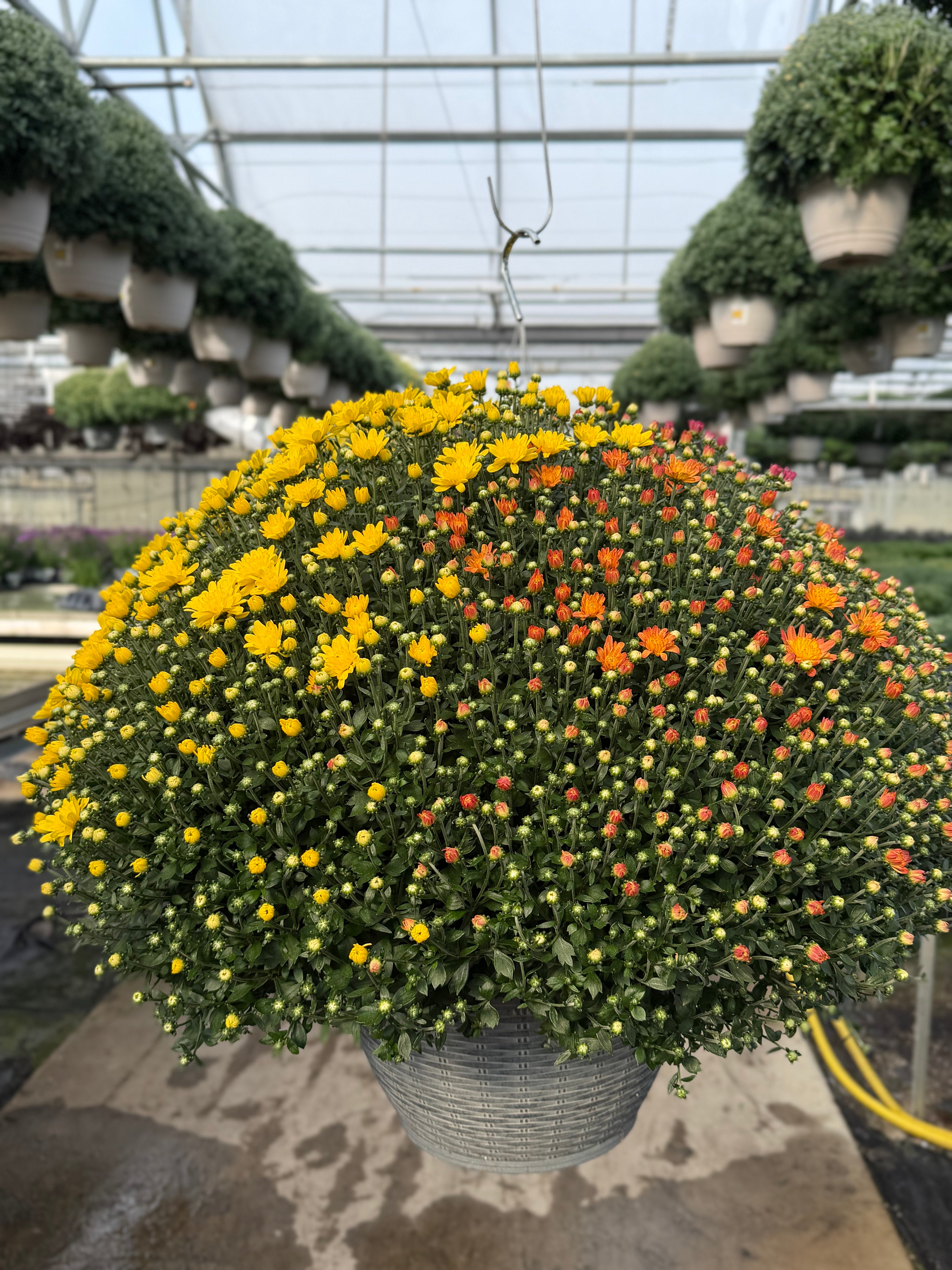 Jacqueline Tricolor (Mix 1) - 13" Garden Mum Hanging Basket