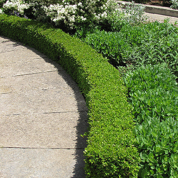Buxus Green Velvet