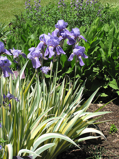 IrisFlagsAureovariegata Yellow