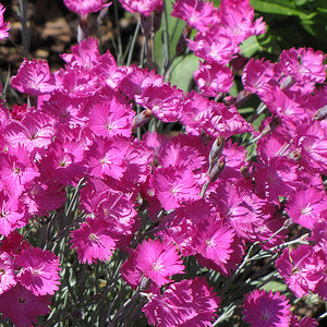 Dianthus Pinks Firewitch - 6" Perennial